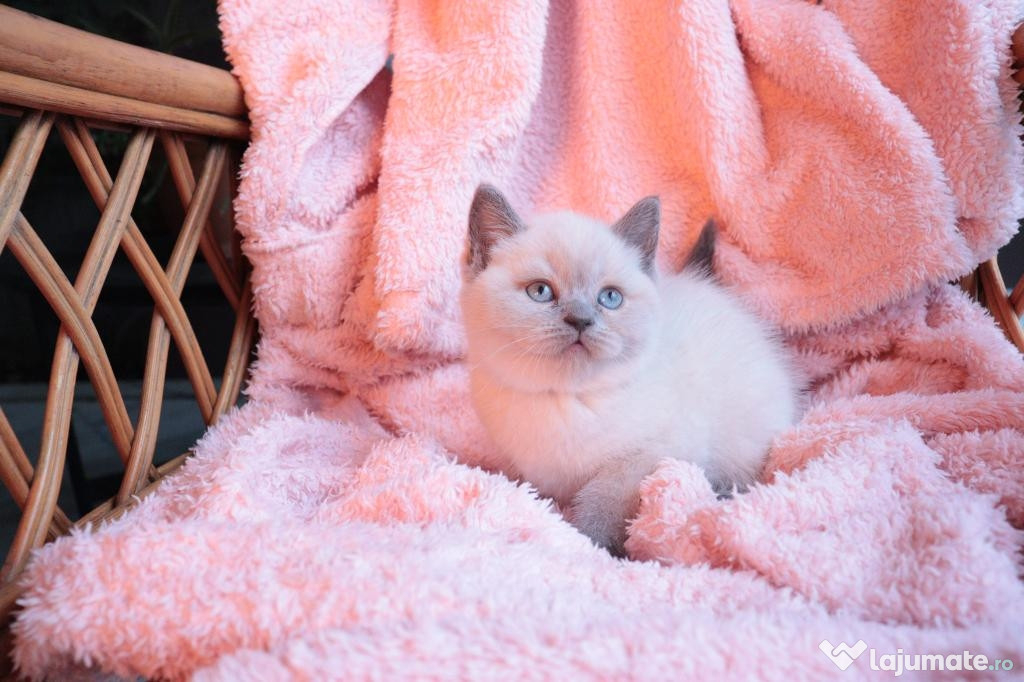 British shorthair puișori