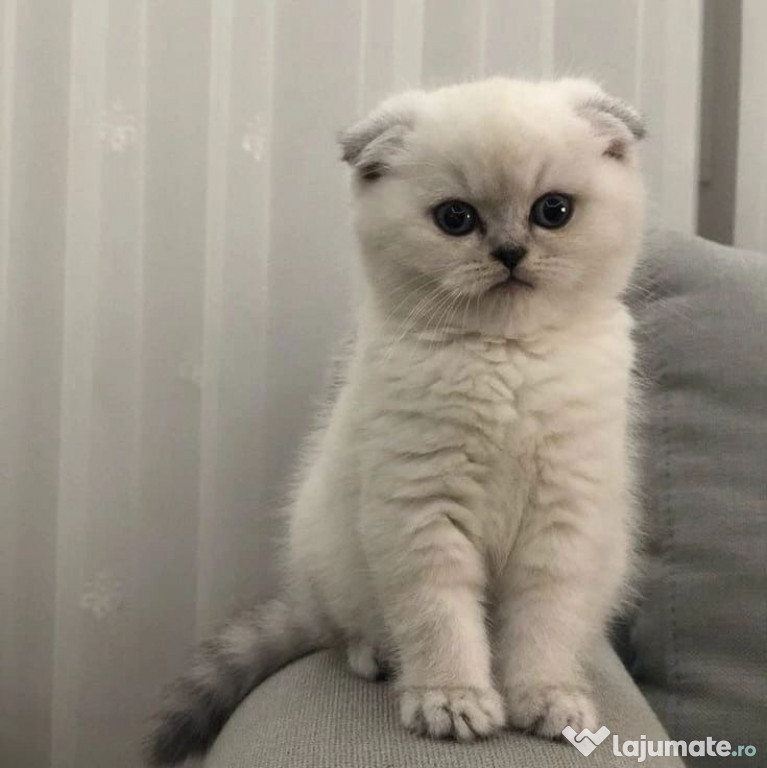 Scottish fold motănei și pisicuțe