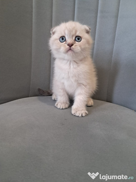 Scottish fold băieței și fetițe