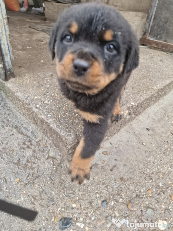 Căței de rasă rottweiler