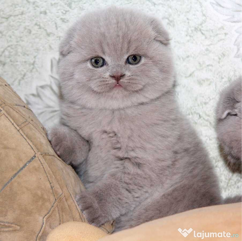 Scottish fold lilla băieței și fetițe