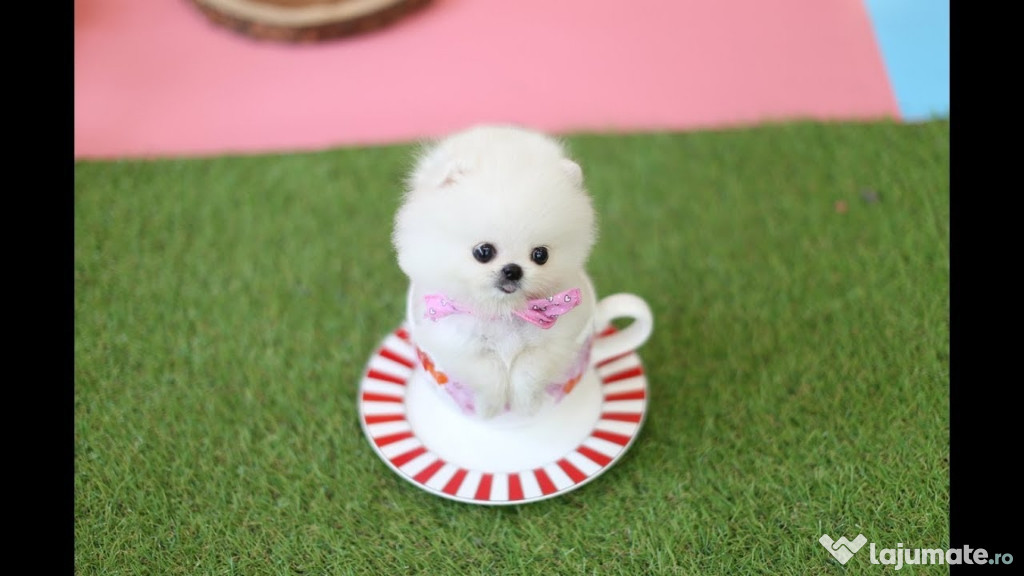 Pomeranian Boo Mini teeacup ursuleț