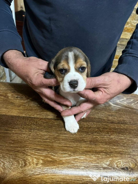 Căţei Beagle de vânzare