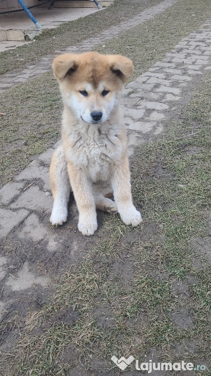 Cățeluși Akit 3 luni