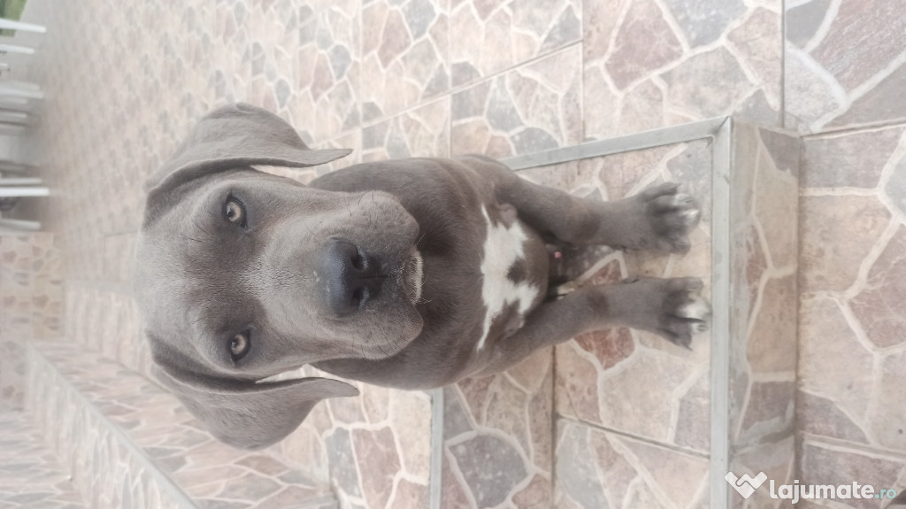 Cățel cane corso blue