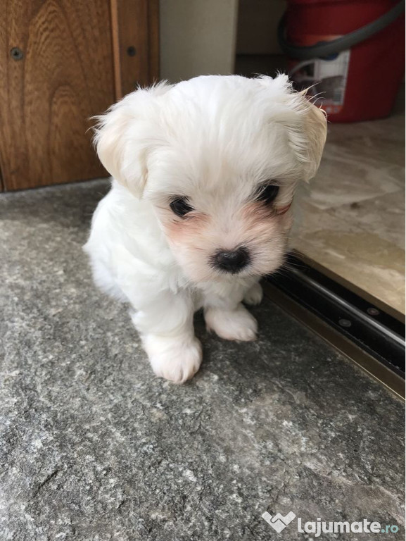 Bichon maltez mini toy