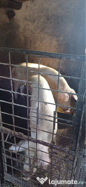 Vând porci 17 lei kg