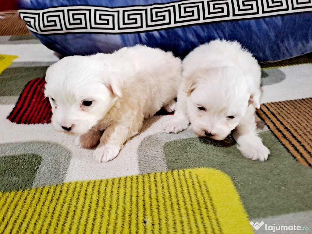 Bichon maltez talie mică