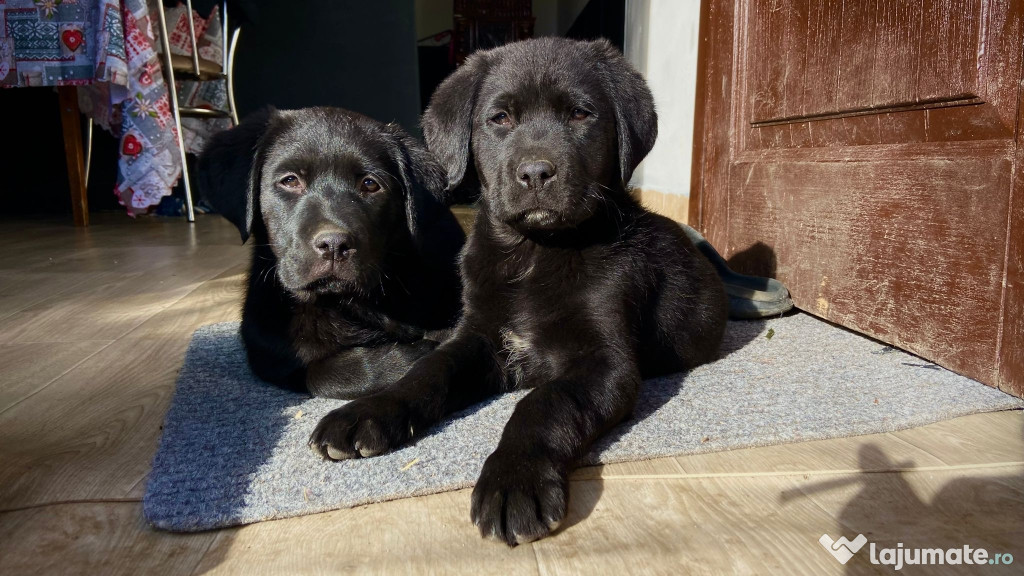 Labrador retriever negru