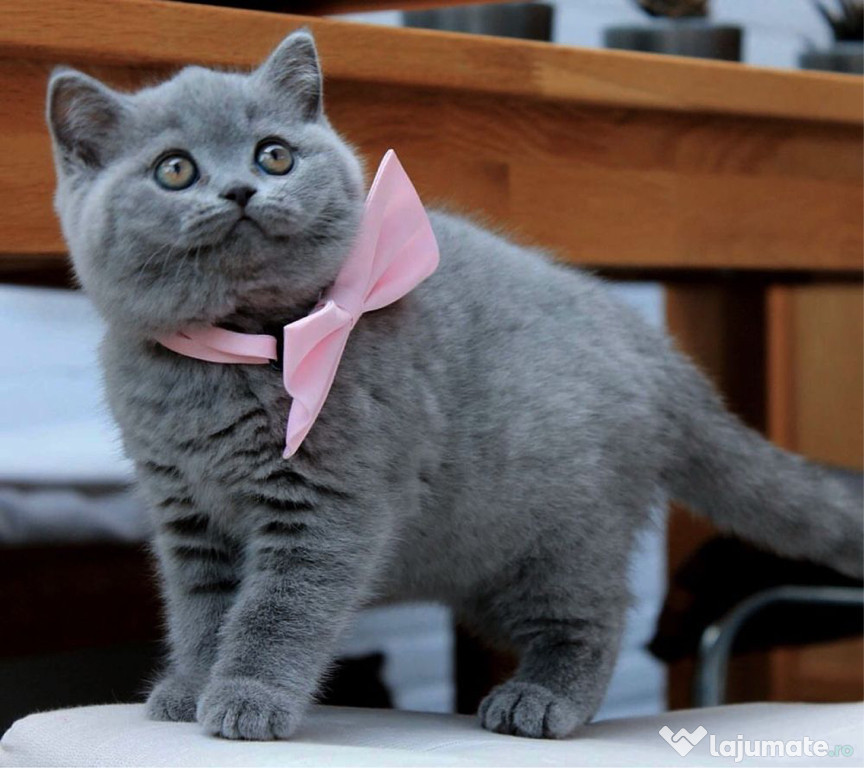 British Shorthair