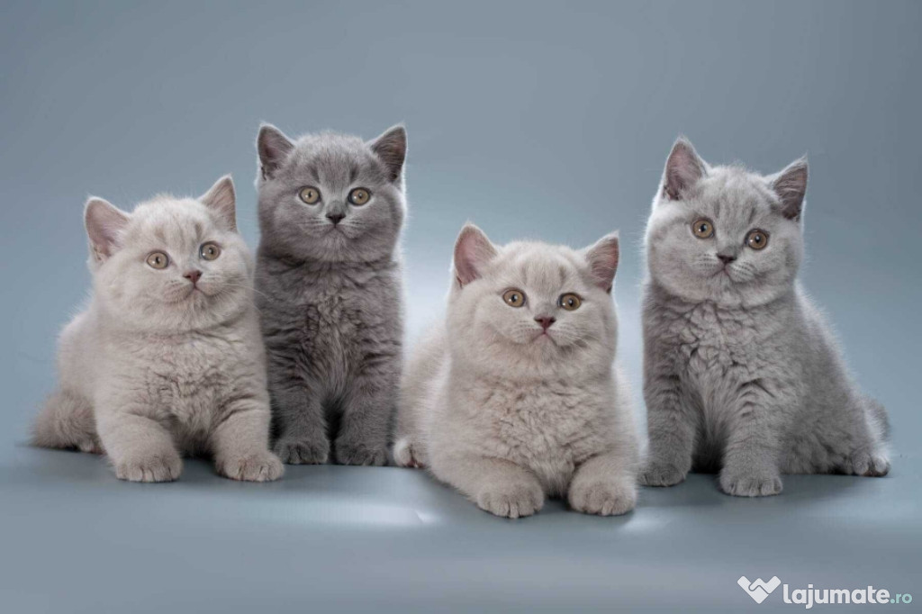 British shorthair băieței și fetițe