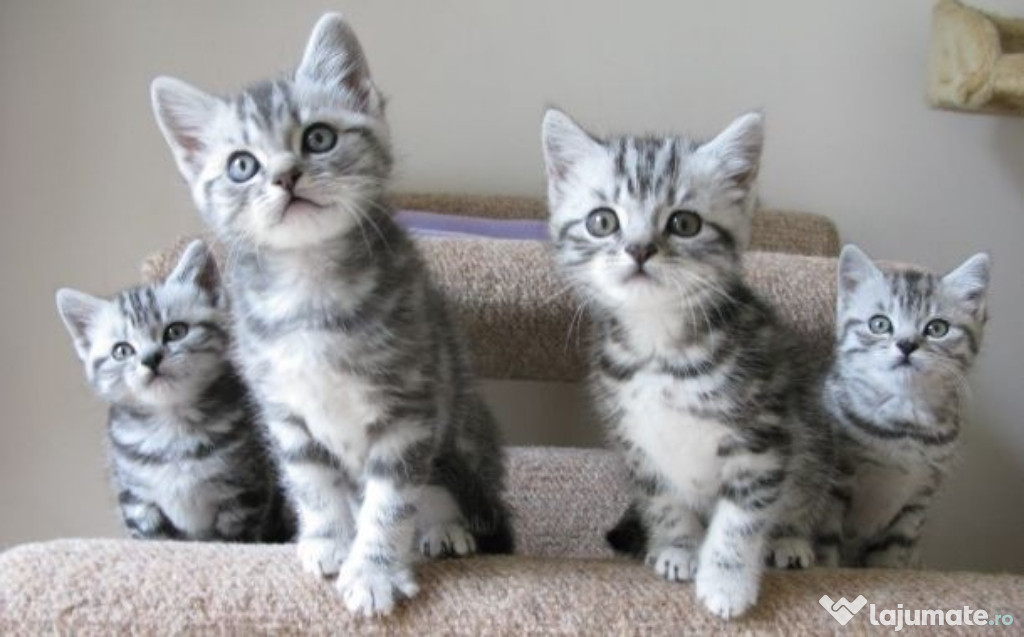 British shorthair puiuți