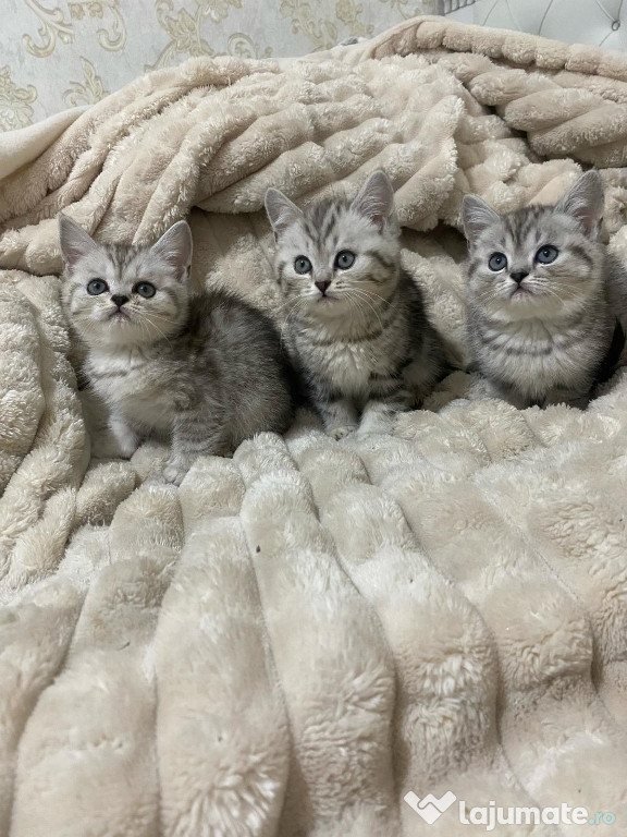 British shorthair băieței și fetițe