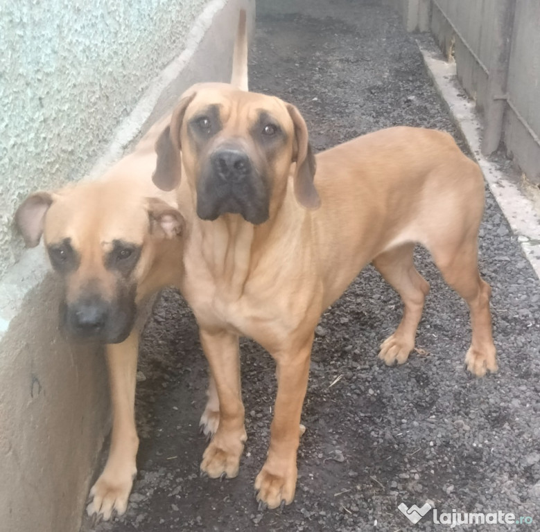 Presa Dogo Canario Giurgiu Pedigree Adulti