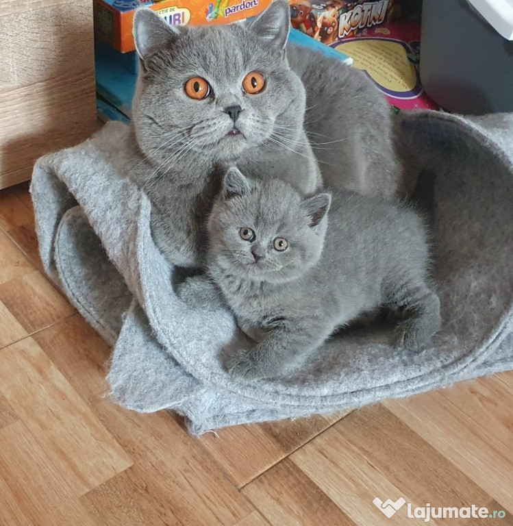 British Shorthair Blue