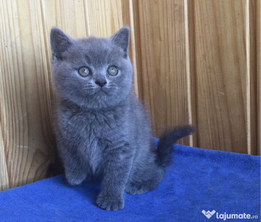 British shorthair pisoiasi