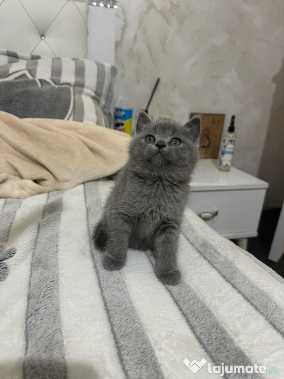 British shorthair pisoiasi superbi