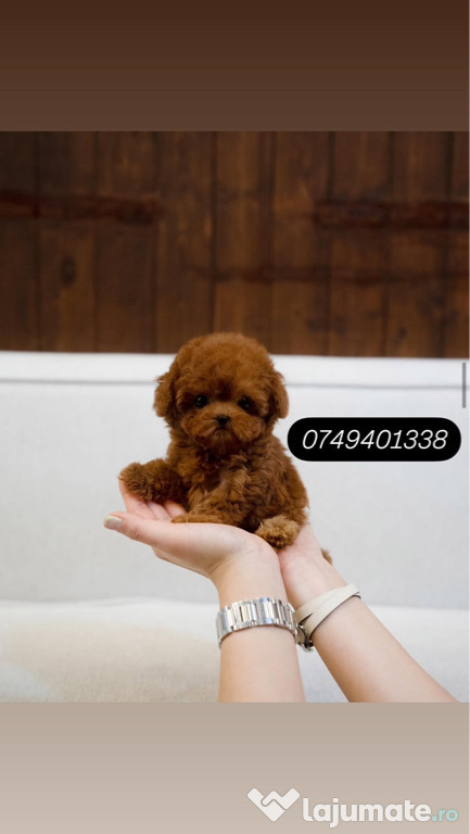 Poodle Caniche Micro toy 1,5 kg ca si adult