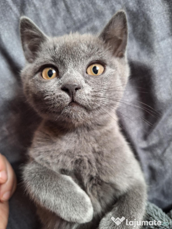 British Shorthair