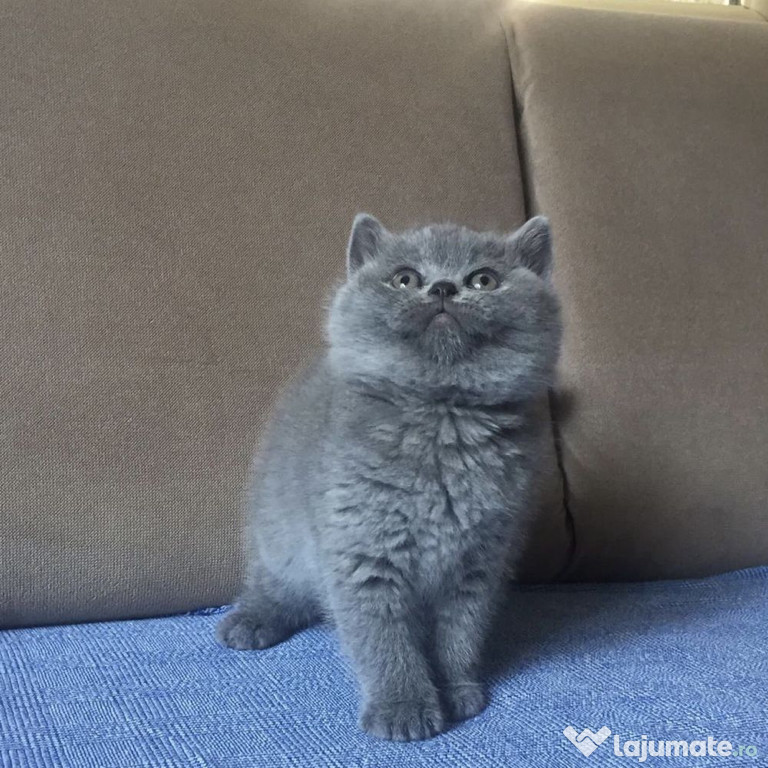 British shorthair băieței și fetițe