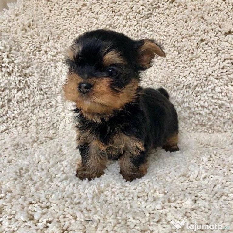 Yorkshire Terrier Mini Toy