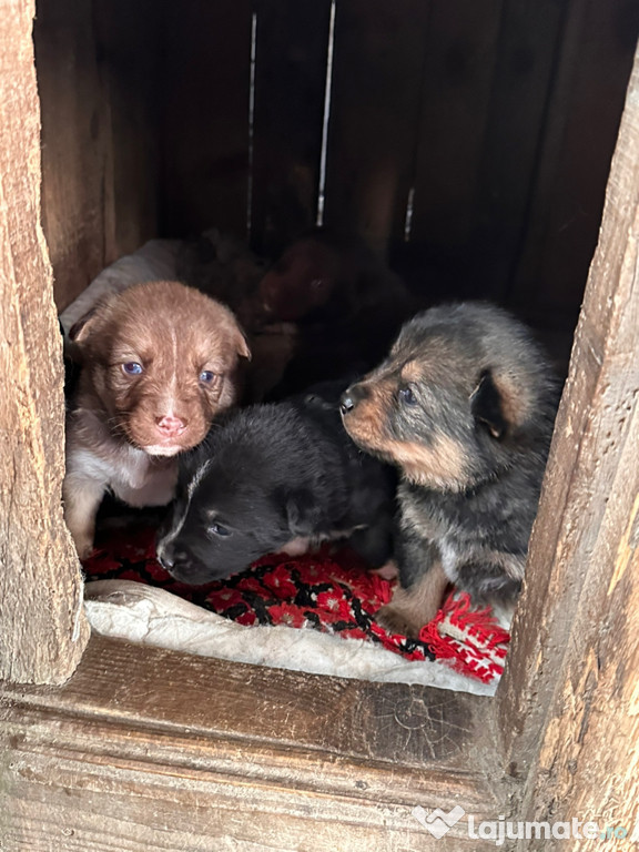 Pui de câine, un mix de ciobănesc