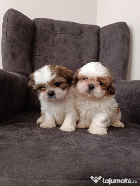 Shih tzu băieței și fetițe