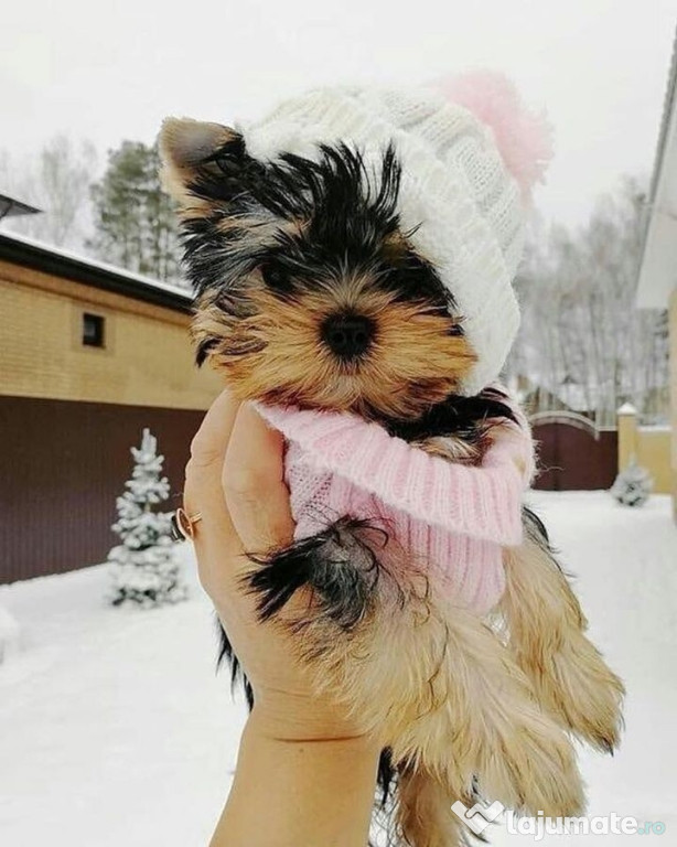 Yorkshire terrier mini toy