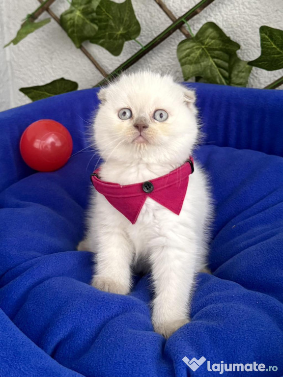 Scottish fold băieței și fetițe