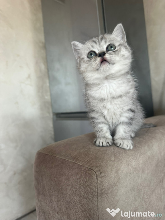 British shorthair băieței și fetițe