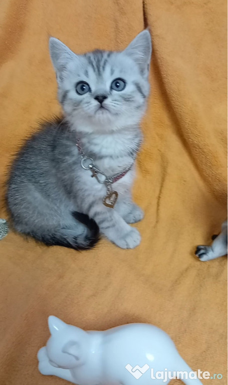 British shorthair pisoiasi superbi