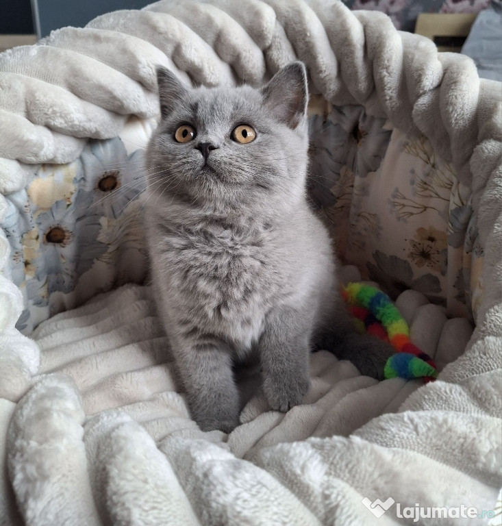 British shorthair băieței și fetițe