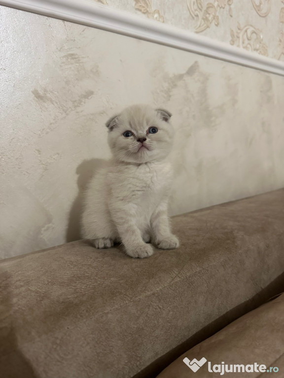 Scottish fold băieței și fetițe