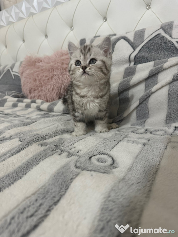 British shorthair băieței și fetițe