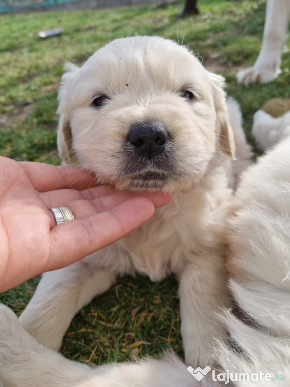 Golden retriever