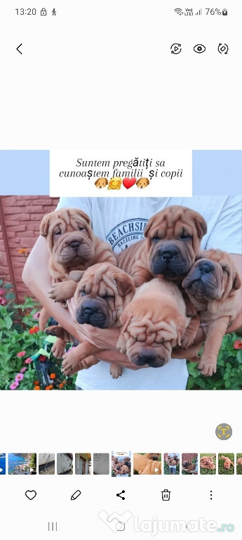 Pui Shar-Pei deținem parintii