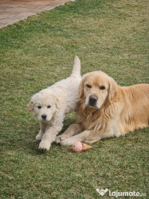 Vand pui golden retriever