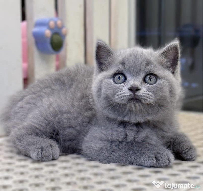 British shorthair băieței și fetițe superbi