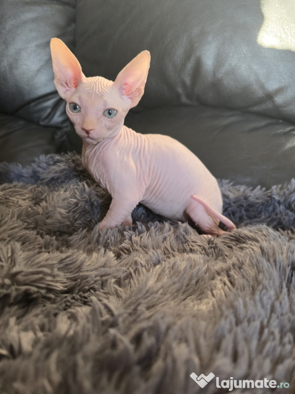 2 Băiețel si o Fetiță Sphynx disponibil