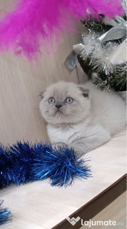 Scottish fold drăgălași