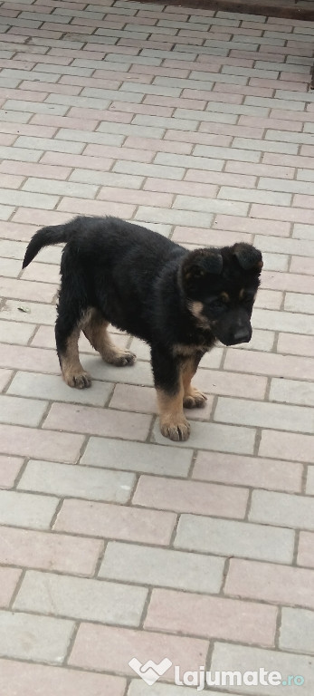 De vânzare cățelușa de 7 săptămâni, rasa ciobănesc german