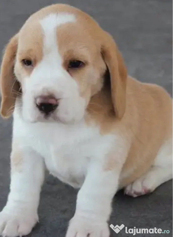 Pui Beagle bicolor super calitate