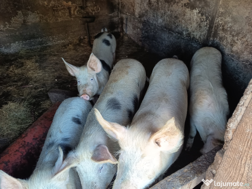 Porci crescuți la curte 100-120kg