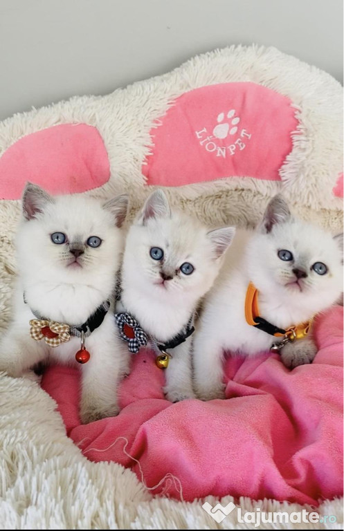 British shorthair pisoiasi