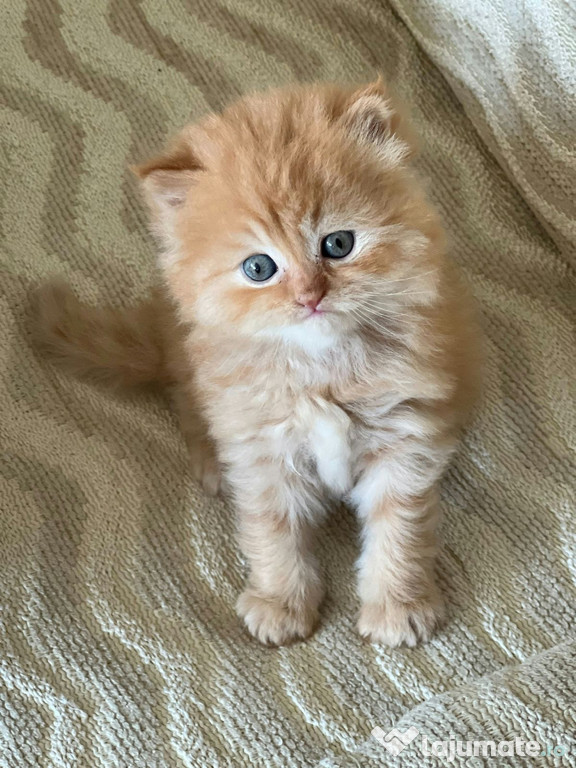 Maine Coon orange