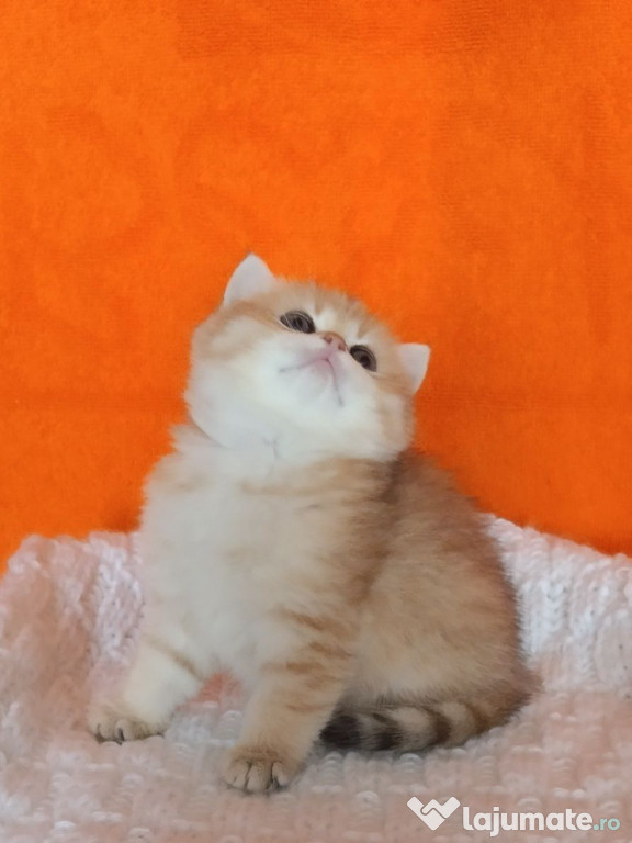 British Shorthair orange