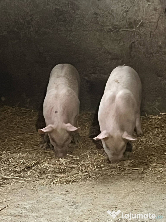 Vând purceii înțărcați