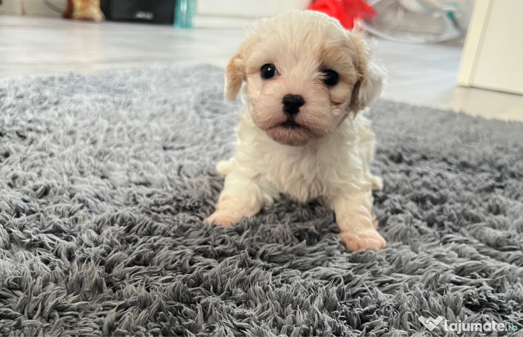 Bichon maltez talie mica