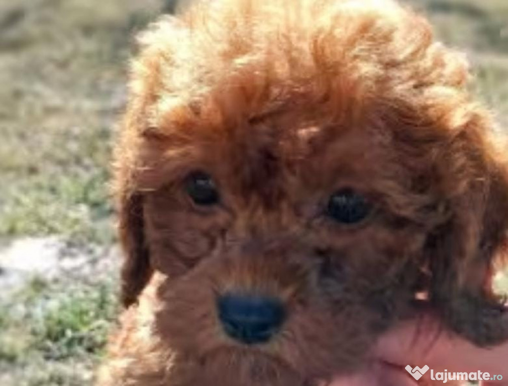 Pui de labradoodle