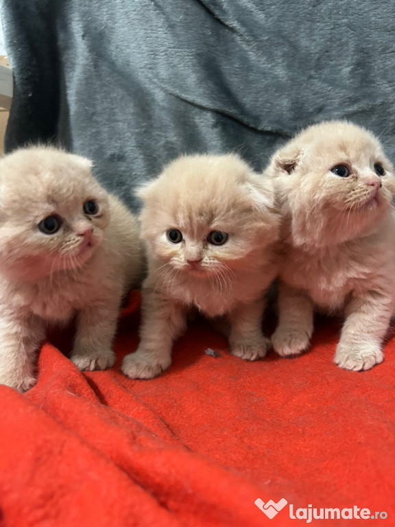 Pisici scottish fold